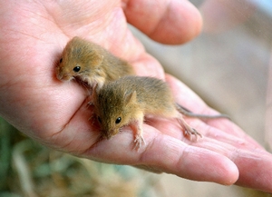日本最小のネズミの赤ちゃん保護 どうせ誰も見てませんからっ